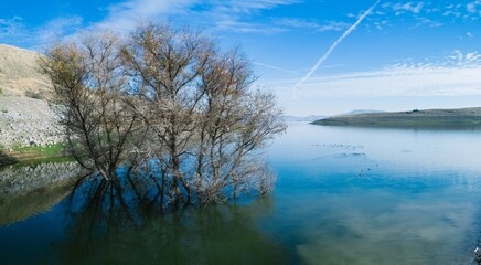 A submerged tree stands in the blue waters of San Luis Reservoir, Santa Nella, California, USA. The...