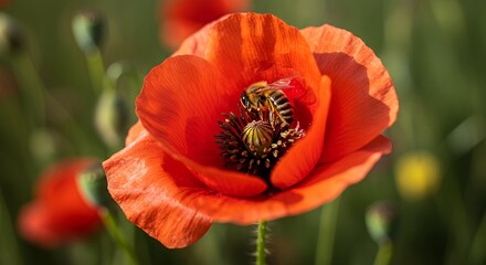 Fototapeta premium Vibrant Red Poppy Flower in Green Field