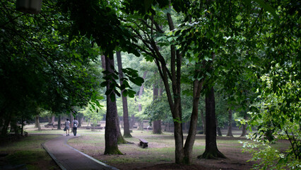 trees in the park