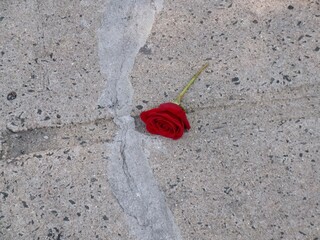 single red rose laying on the sidewalk