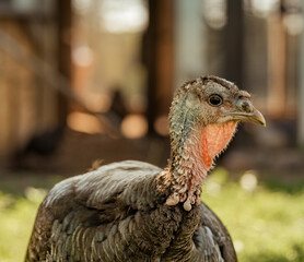 Hobby Farm Animals - Chickens, Goats, Ducks, Turkeys, Horses