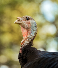 Hobby Farm Animals - Chickens, Goats, Ducks, Turkeys, Horses