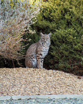 A bobcat pauses among landscaped shrubs near a research center in California. Image courtesy of NASA