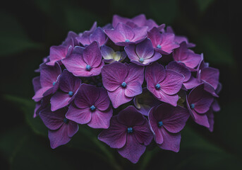 Close Up of a Purple Hydrangea Flower Head Against a Dark Background