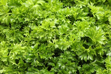 Fresh curly parsley as background, closeup view