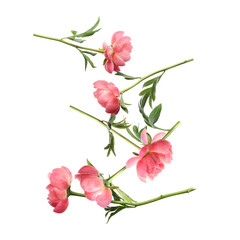 Fototapeta premium Beautiful pink peonies in air against white background
