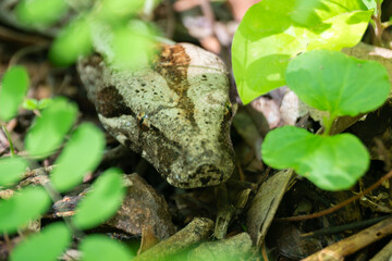BOA