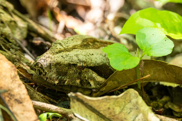 BOA