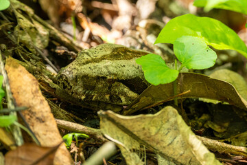 BOA