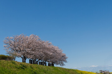 満開の桜と菜の花