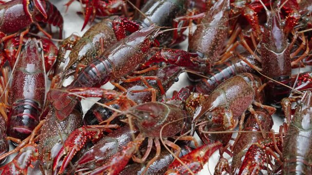 Lots of live crawfish caught for further cooking. 