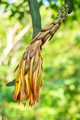 flores