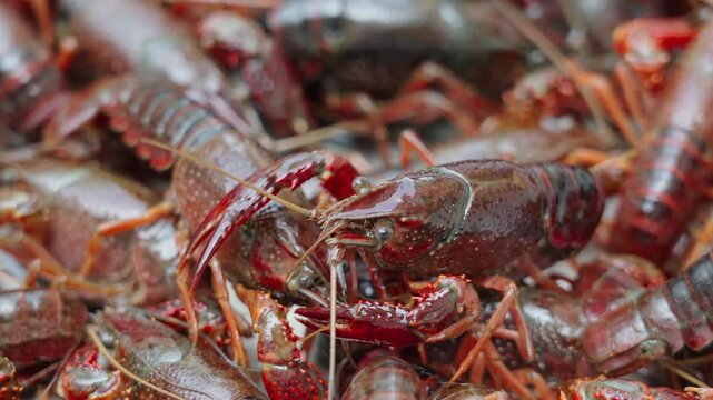 Lots of live crawfish caught for further cooking. 