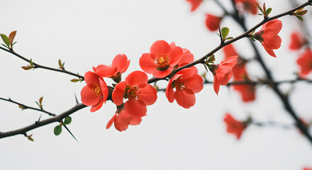 Close up of Vibrant Coral Colored Flowers on a Branch