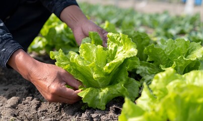 Close-up of hands harvesting lettuce in the field, Close-up of hands harvesting lettuce in the field, 