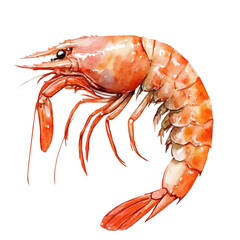 Shrimp, watercolor drawing vector, isolated on a white background.