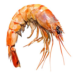 watercolor of Shrimp, vector, isolated on a white background.