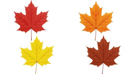 Autumn leaves displayed on white background