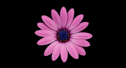 Close up of a Pink Flower on Black Background