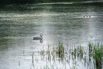 A graceful white swan in the sunlight, swimming along the river