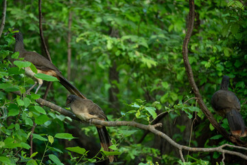 AVES