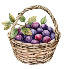Serviceberry Fruit Basket, watercolor painting vector, isolated on a white background.