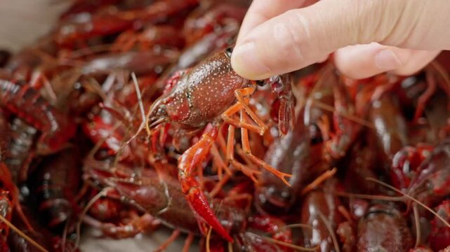 hand holding a live crawfish,colose up.