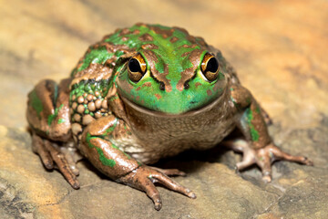Australian Endangered Growling Grass Frog
