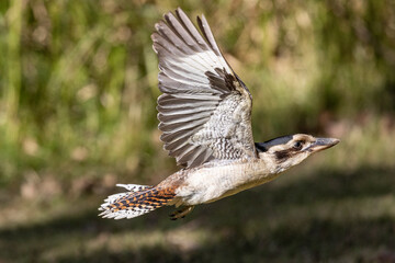 Australian Laughing Kookaburra in flight