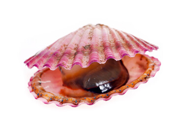 Scallops isolated on a white background