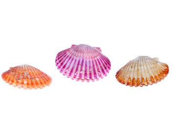 Scallops isolated on a white background