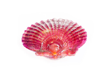 Scallops isolated on a white background