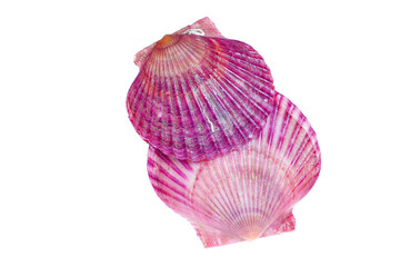 Scallops isolated on a white background