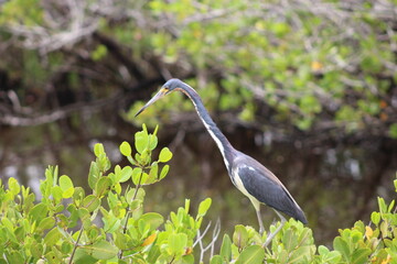 Tri colored heron in foliage 