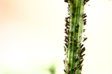 a kind of insects named aphid
