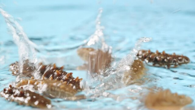 Raw sea cucumber trepang in water.