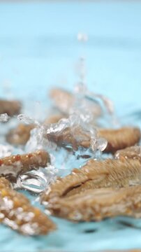 Raw sea cucumber trepang in water.