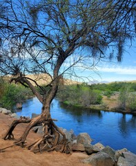 Walking Tree Along Salt River