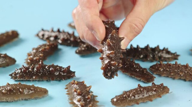 hand holding raw sea cucumber trepang.