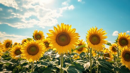 Obraz premium Bright yellow sunflowers blooming in a sunny vibrant blue sky
