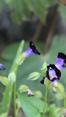 Whispers of Purple in a Peaceful Garden