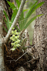 orquidea