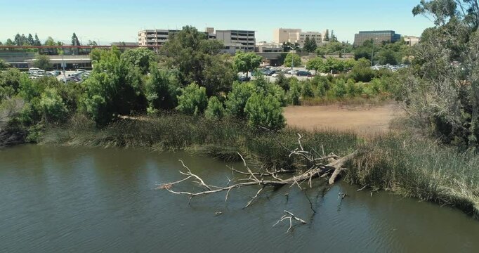 An aerial view of Tule Pond, Fremont, California, United States, with a fallen tree in the foreground, and a parking lot and buildings in the background.