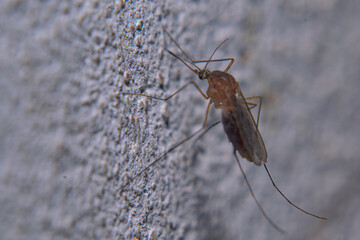 Mosquitoe on a gray wall