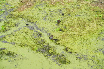 Plant city, Florida, USA: 06 22 2025: The landscape of Edward Medard Conservation Park in Plant City close to Tampa