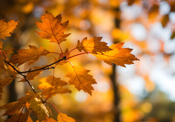 Obraz premium maple leaves in autumn