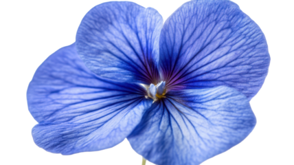 Top view of blue iris flower showcasing delicate petals vibrant color and natural botanical structure perfect for floral design and garden themes isolated on white background
