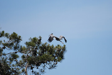 Grey Heron in flight, with twigs in its beak