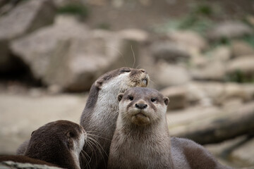 Groupe de loutres asiatiques naines dans leur habitat naturel