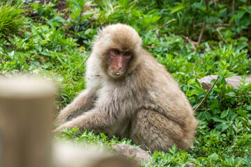 Naklejka premium Beautiful Japanese Macaque at Jigokudani monkey park in Nagano Japan